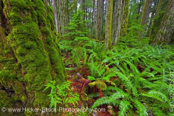 Stock photo of Moss Covered Trees and Ferns Cathedral Grove Rainforest MacMillan Provincial Park Vancouver Island
