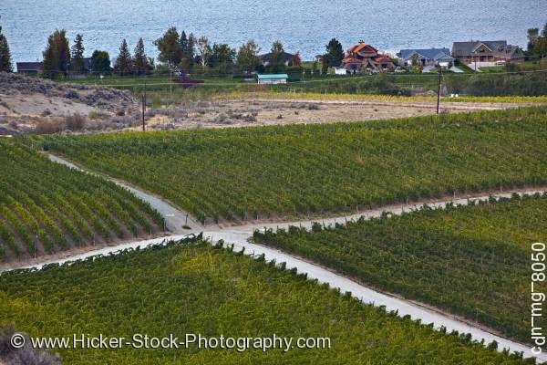 Stock photo of Crossroad vineyards Osoyoos Okanagan British Columbia