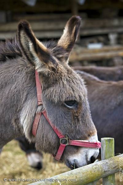 Stock photo of Donkey