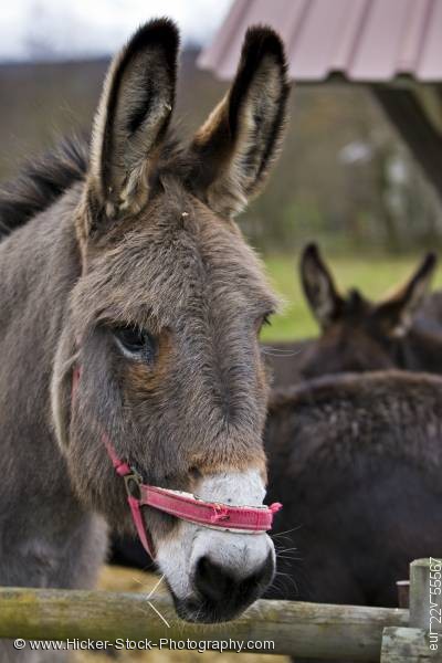 Stock photo of Cute Donkey Hessenpark Germany Europe