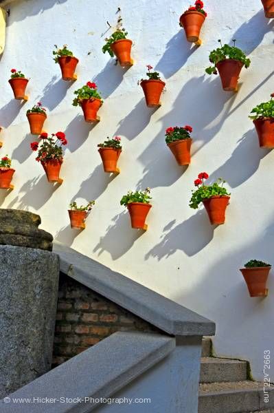 Stock photo of Flower pots wall La Juderia district City of Cordoba Province of Cordoba Andalusia Spain
