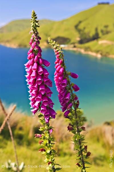 Stock photo of Foxglove Digitalis purpurea Titirangi Bay New Zealand