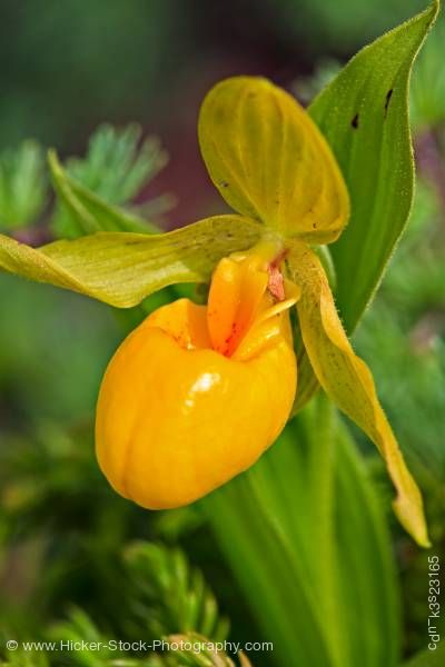 Stock photo of Lady's Slipper Burnt Cape Ecological Reserve Burnt Island Newfoundland Labrador