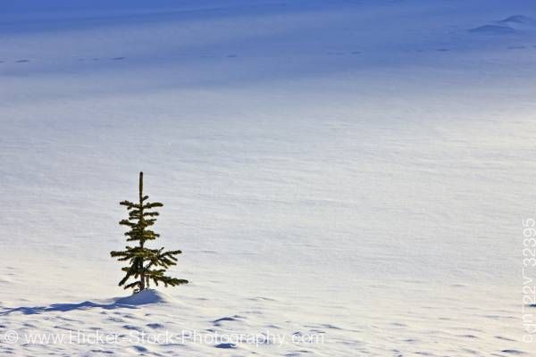 Stock photo of Small Pine Tree Icefields Parkway Banff National Park Canadian Rocky Mountains Alberta Canada