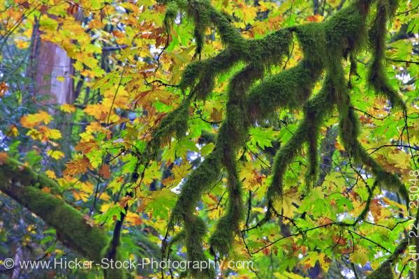 Stock photo of Moss covered branches golden leaves in fall in rain forest of Goldstream Provincial Park Victoria