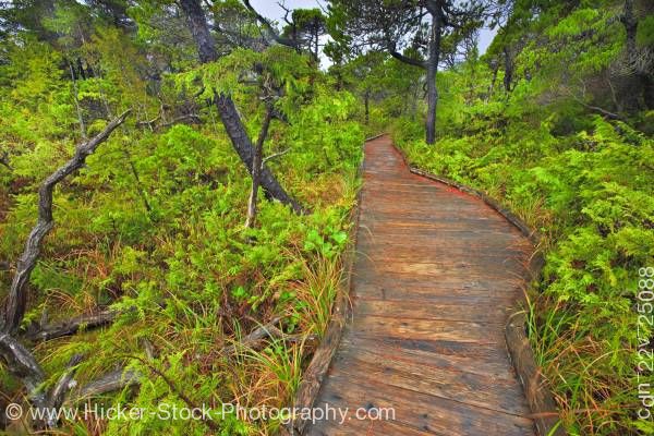 Stock photo of Boardwalk Shorepine Bog Trail Pacific Rim National Park Vancouver Island British Columbia Canada