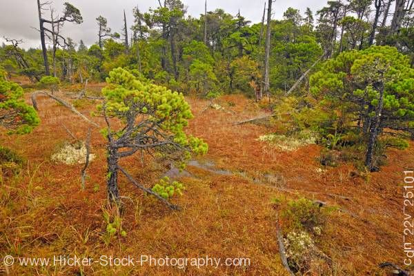 Stock photo of Shore Pine Trees Sphagnum Moss Pacific Rim National Park Vancouver Island British Columbia Canada