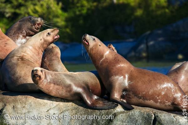 Stock photo of Steller Sea Lions Broughton Archipelago Fife British Columbia