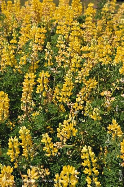Stock photo of Yellow Tree Lupins Lupinus arboreus Lake Hawea Central Otago South Island New Zealand